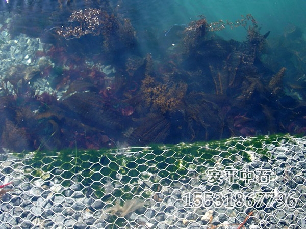 鍍高爾凡格賓網(wǎng) 鍍高爾凡格賓網(wǎng)